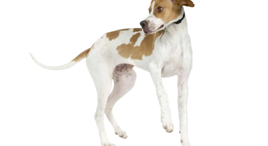 Un elegante pointer inglés, con manchas marrones sobre blanco, mira atentamente a un lado.