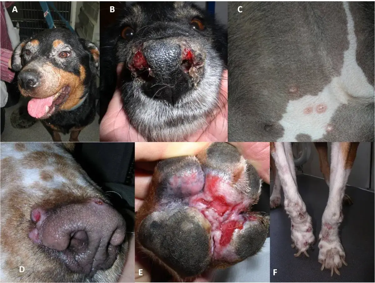 Perros con leishmaniasis: lesiones cutáneas en hocico, patas y cuerpo. El leishmaniasis tratamiento perros es crucial para su recuperación.