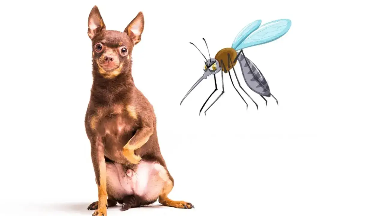 Perro marrón sentado, con un mosquito enfadado cerca. ¡Cuidado con la picadura de mosquito en tu perro!