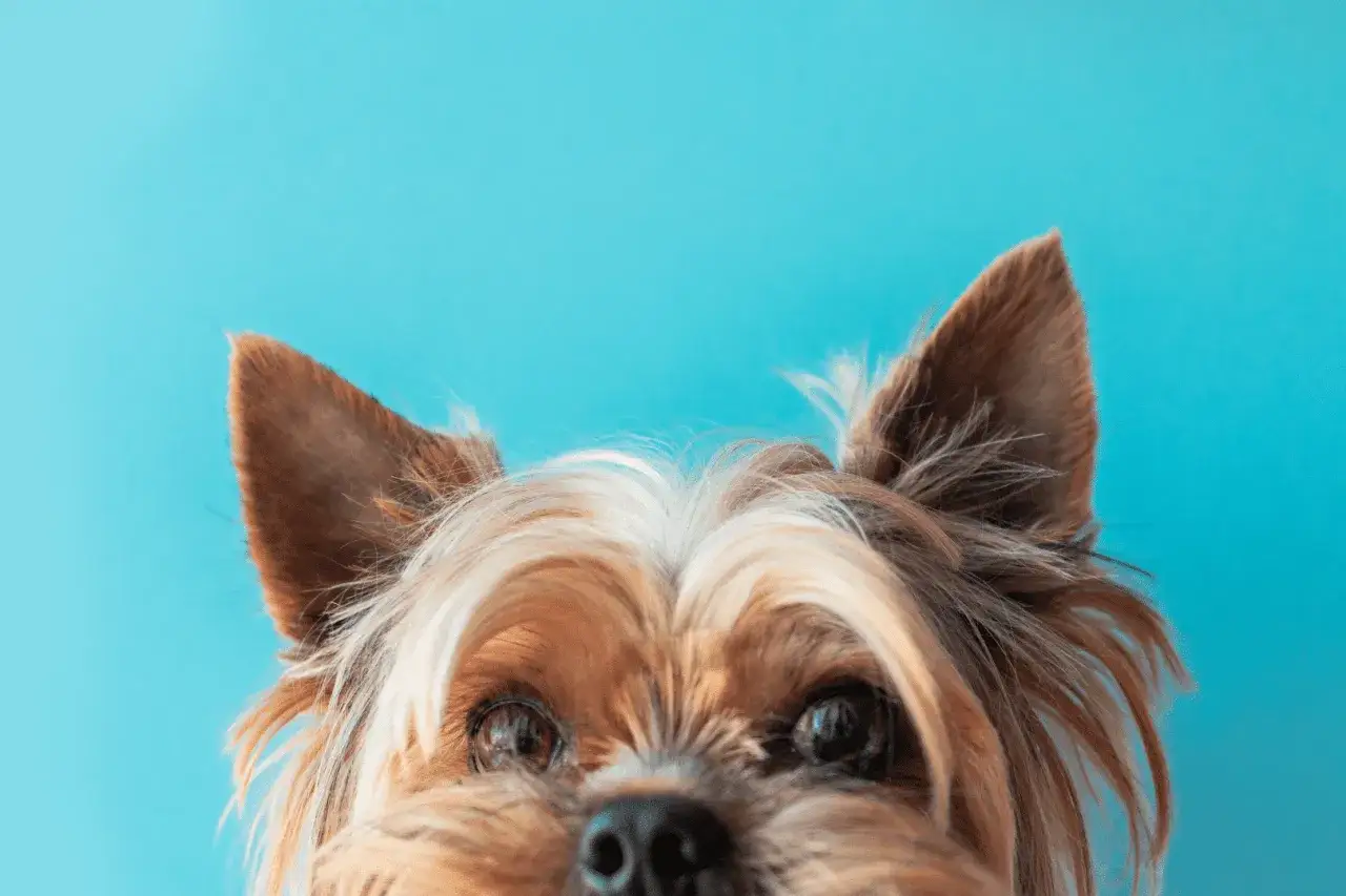 Ojos curiosos de un Yorkshire Terrier. Aunque son perros fuertes, es bueno saber de que suelen morir los yorkshire para cuidarlos mejor.