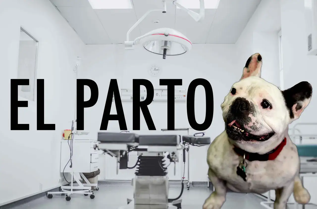 Un bulldog franc&eacute;s sonriente en un quir&oacute;fano. &iquest;Cu&aacute;nto tarda un perro en parir? La respuesta est&aacute; en la imagen.