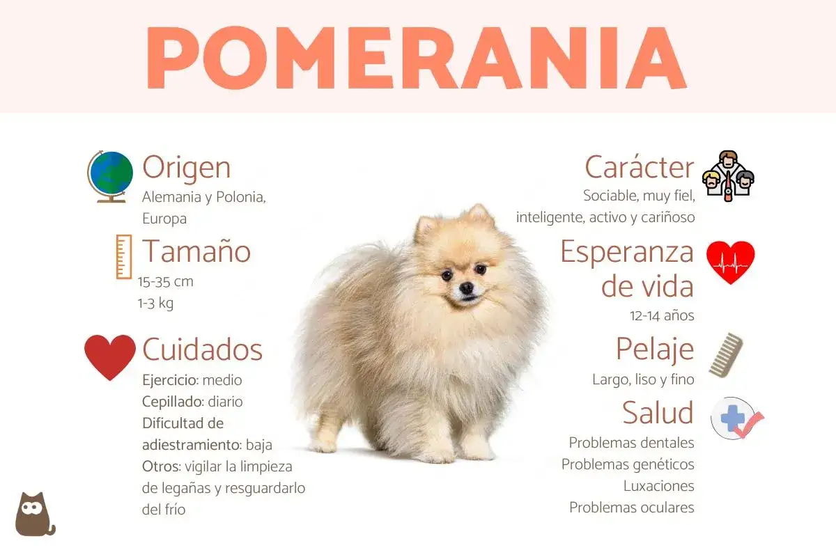 Un pomerania mediano, esponjoso y adorable, con información sobre su origen, tamaño, cuidados, carácter, esperanza de vida, pelaje y salud.