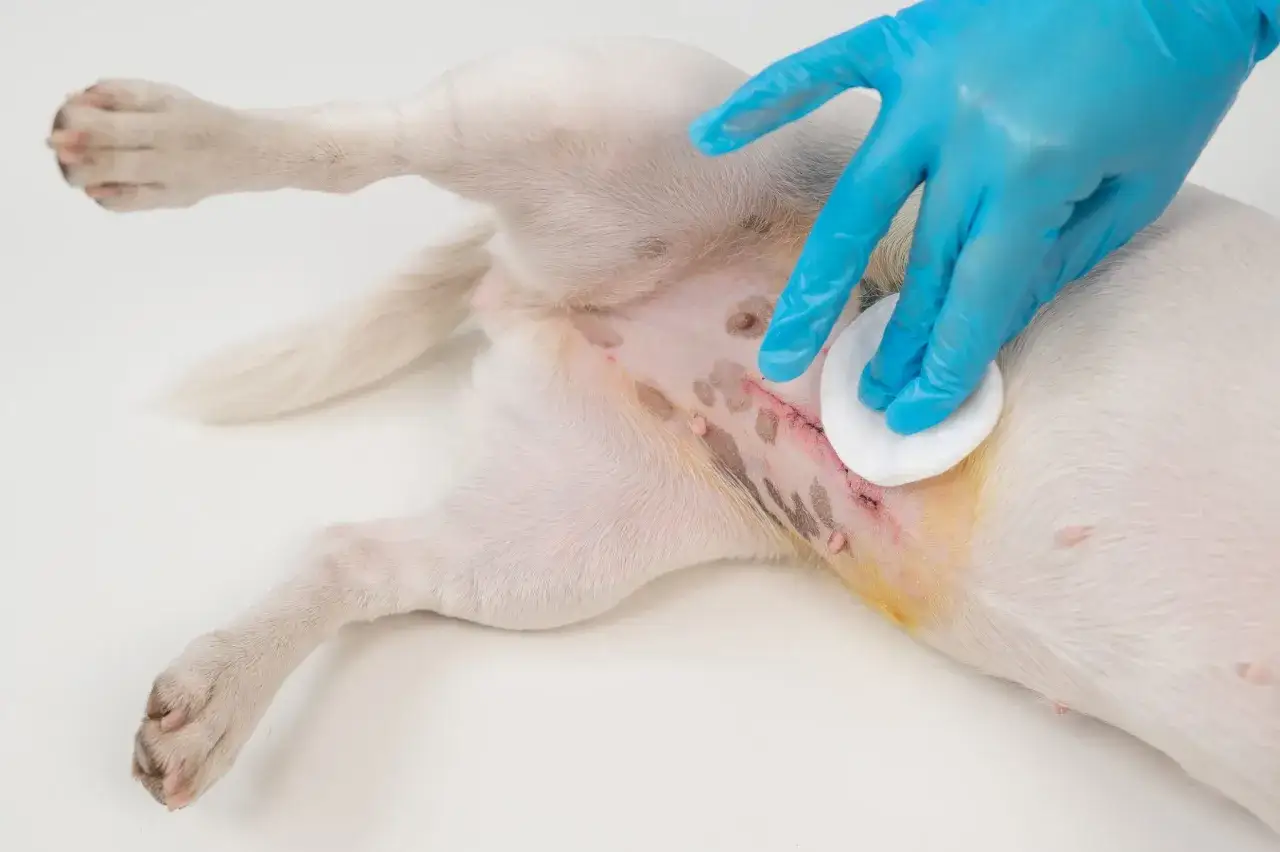 Cuidados postoperatorios tras esterilizar perra. Mano con guante azul limpia la zona de la incisi&oacute;n con una gasa.