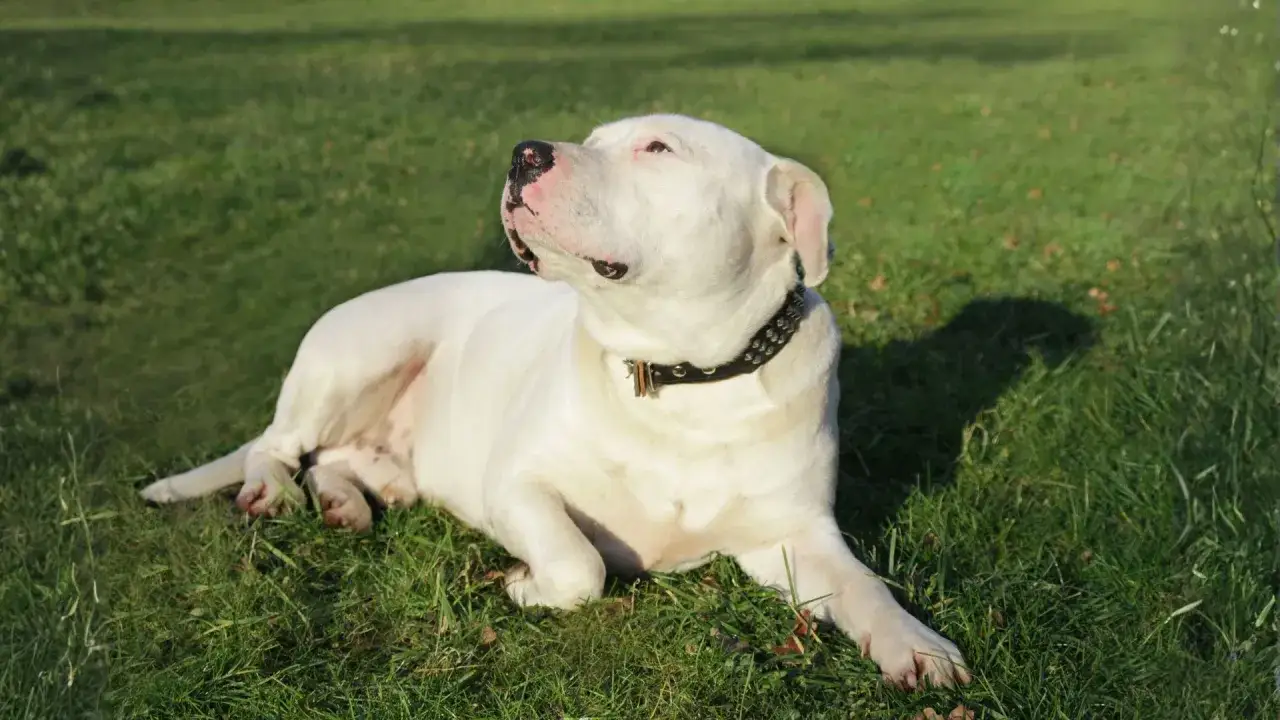 Un majestuoso dogo argentino blanco descansa en la hierba verde, con su collar tachonado brillando bajo el sol.