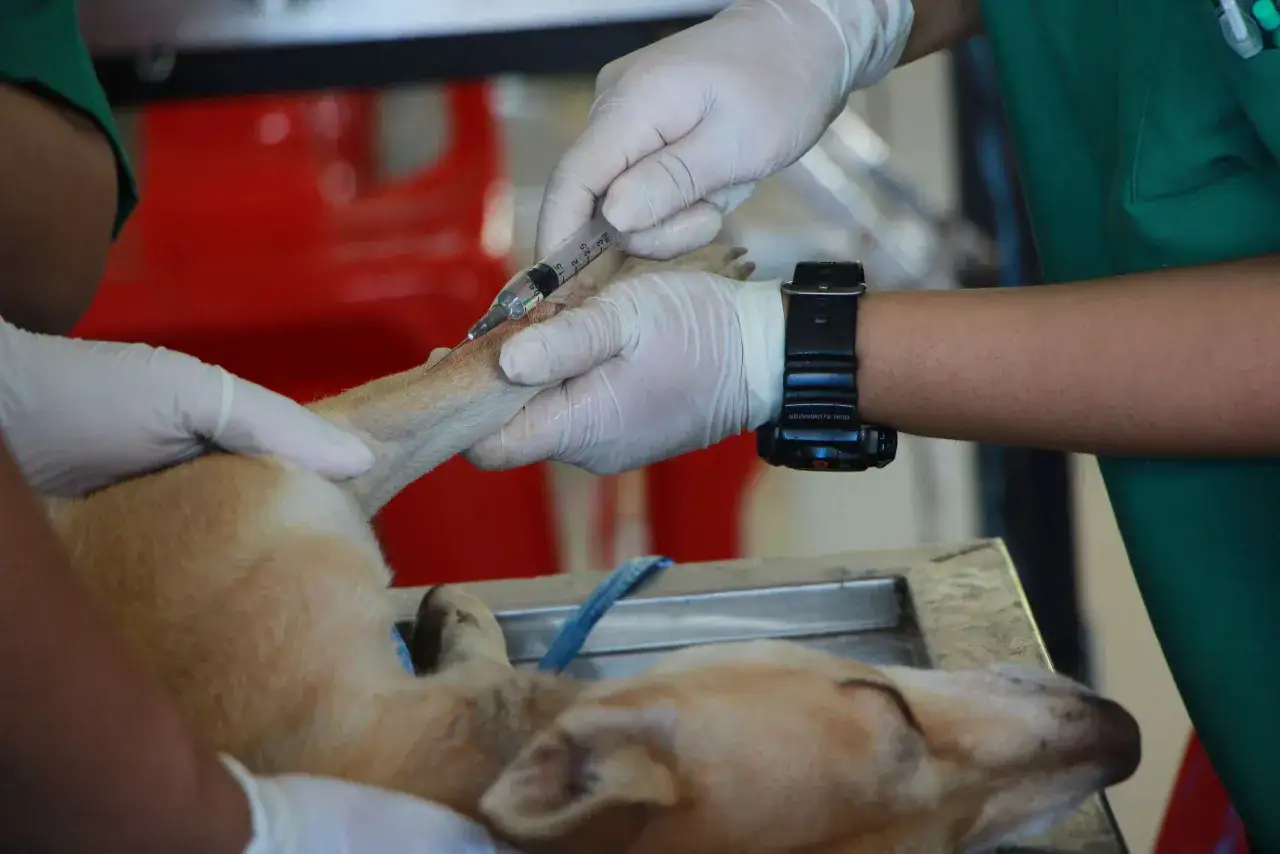Manos enguantadas administran inyecci&oacute;n a perro. Procedimiento para castrar o esterilizar.