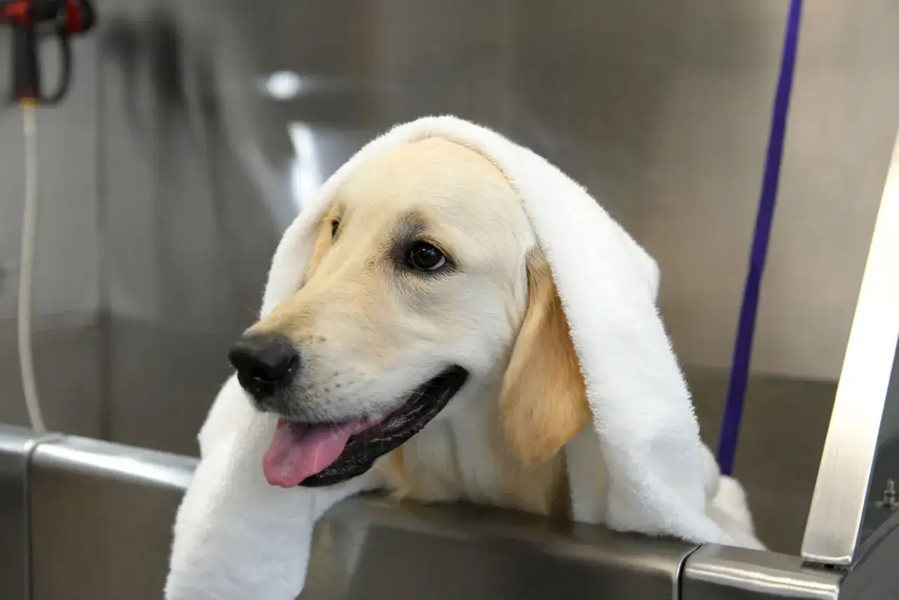 Perro mojado con toalla, listo para el ba&ntilde;o. Aprende como eliminar las pulgas de mi perro y mantenerlo limpio y feliz.