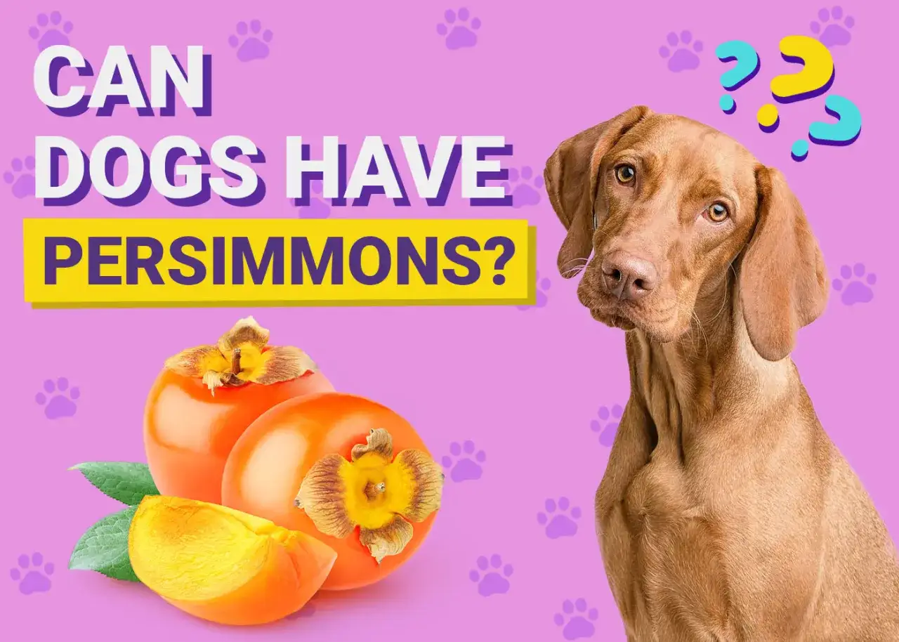 Un perro mira con curiosidad mientras se muestran caquis. &iquest;Los perros pueden comer persimon?