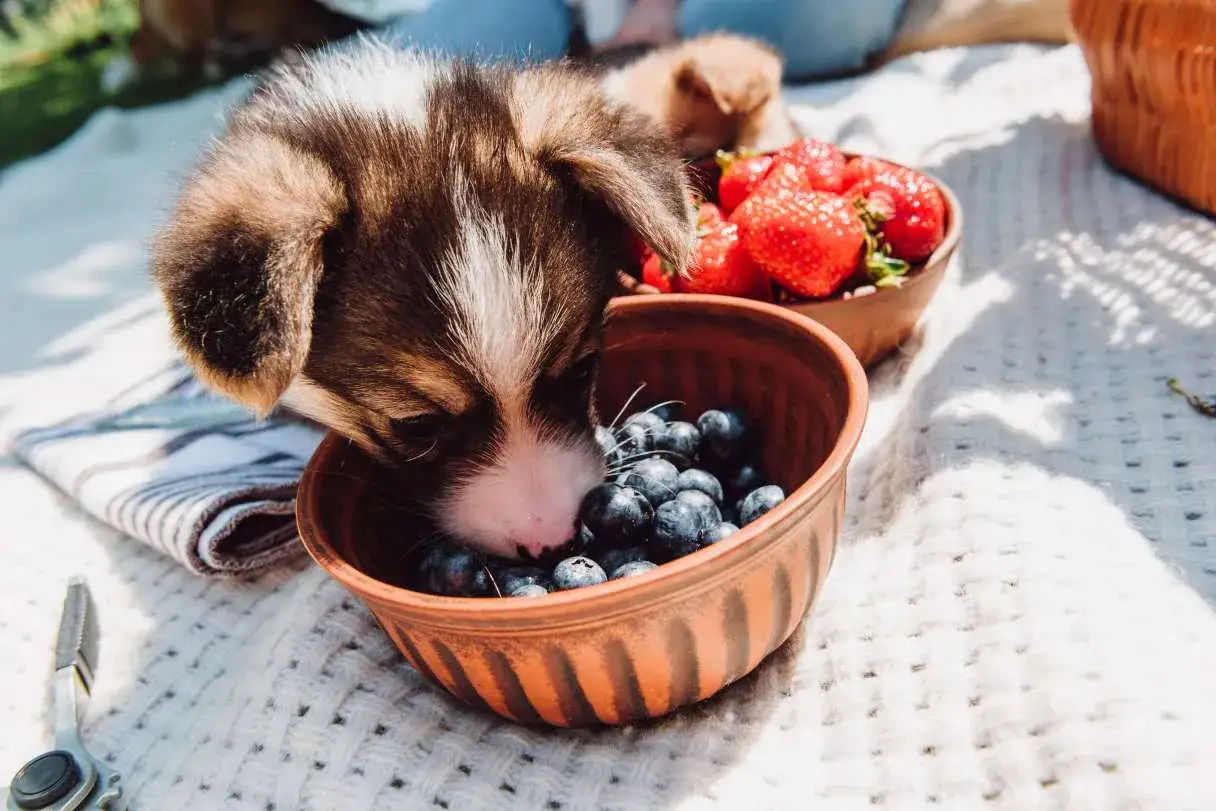 Un cachorro adorable prueba arándanos de un cuenco, demostrando que los perros pueden comer arándanos. Hay fresas cerca.
