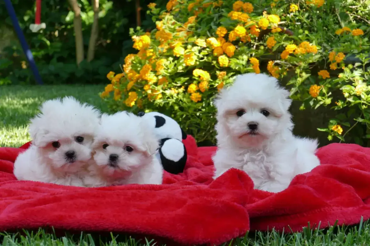 Tres adorables cachorros bichon maltes de 5 meses posan sobre una manta roja, con flores amarillas de fondo.