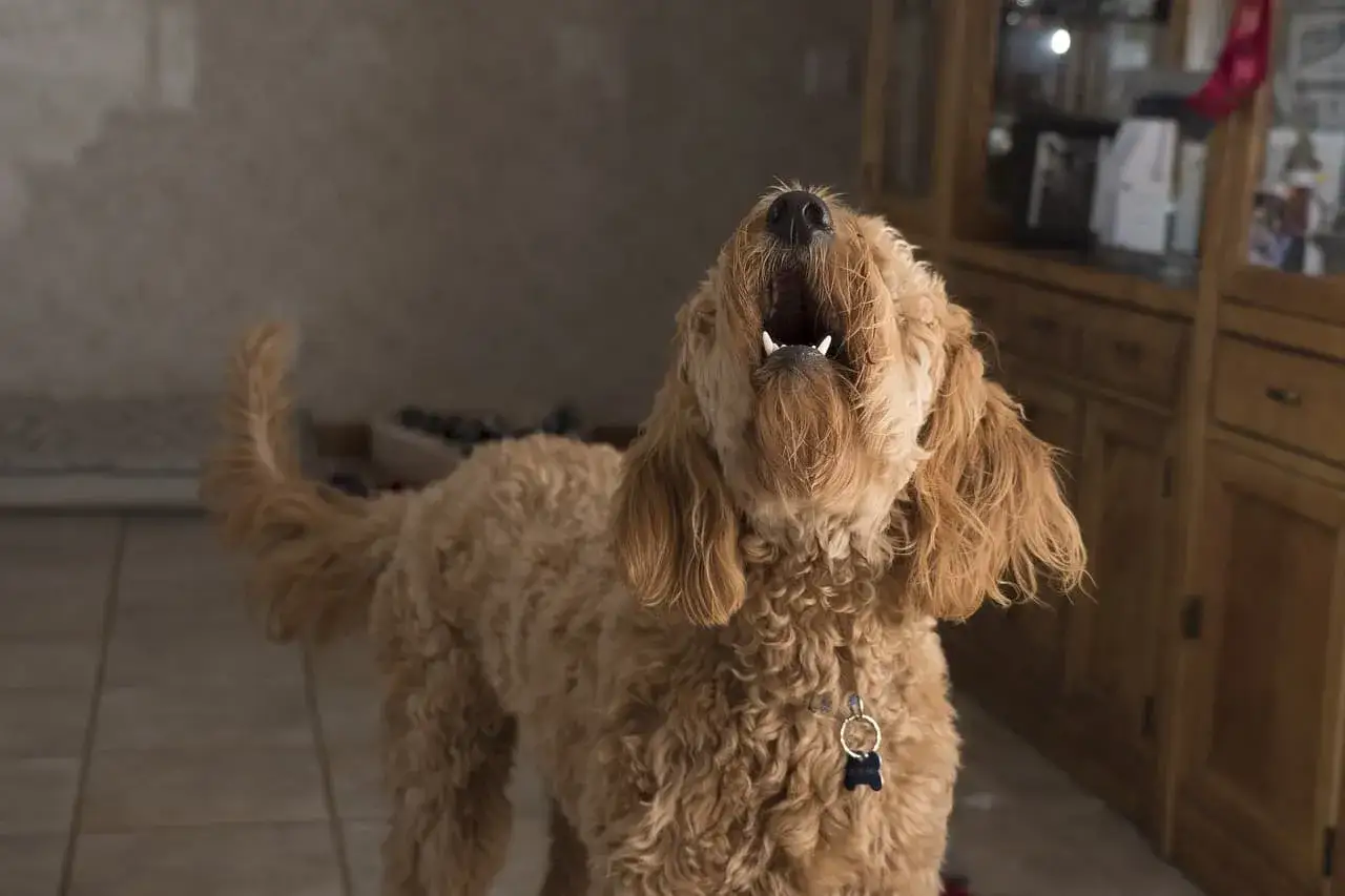 Perro lanudo marr&oacute;n a&uacute;lla, quiz&aacute;s buscando un antiladridos casero para calmar su entusiasmo.