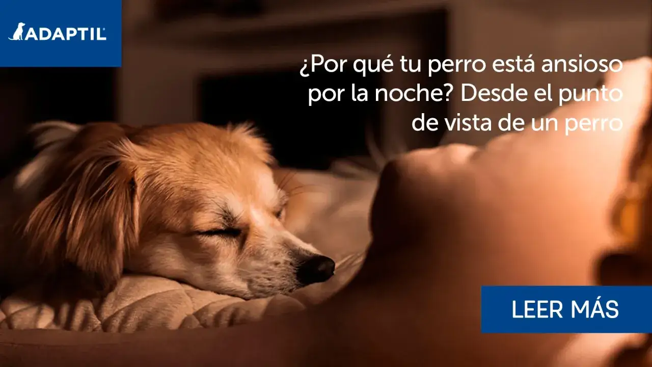 Un perro duerme pl&aacute;cidamente, pero &iquest;por qu&eacute; mi perro no para de dar vueltas por la noche? Descubre las razones.