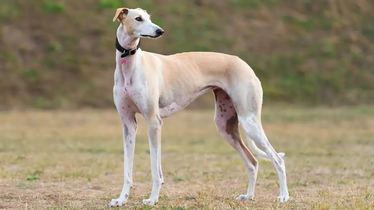 Un galgo blanco con manchas marrones, un ejemplo de los diversos tipos de galgos, posa en un campo.