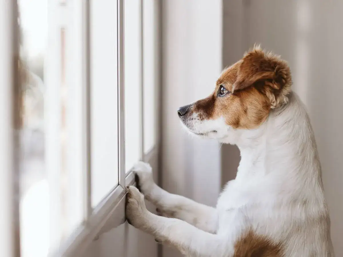 Perro marr&oacute;n y blanco mira por la ventana, con las patas delanteras apoyadas. Aprende c&oacute;mo tranquilizar a un perro ansioso.