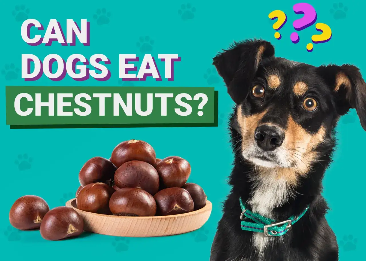 Un perro mira con curiosidad un cuenco lleno de casta&ntilde;as, pregunt&aacute;ndose si los perros pueden comer casta&ntilde;as.