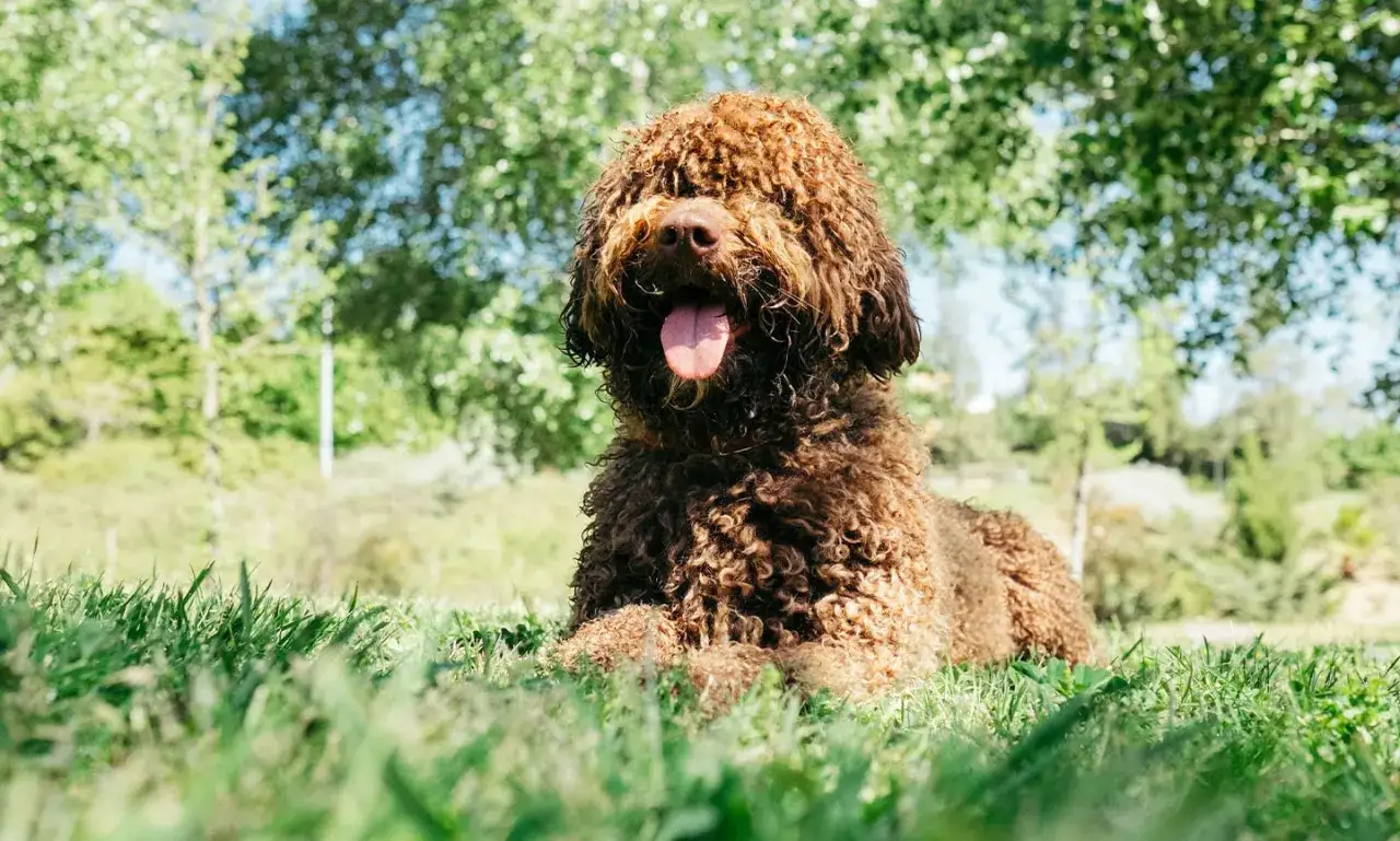 Un perro de agua marr&oacute;n, con el pelo rizado y la lengua fuera, descansa feliz en la hierba verde bajo los &aacute;rboles.