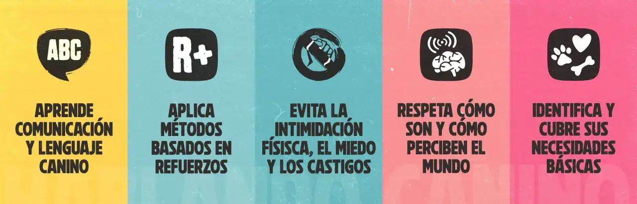 Guía para ser un buen educador canino: aprende comunicación, usa refuerzos, evita castigos, respeta su mundo y cubre sus necesidades.