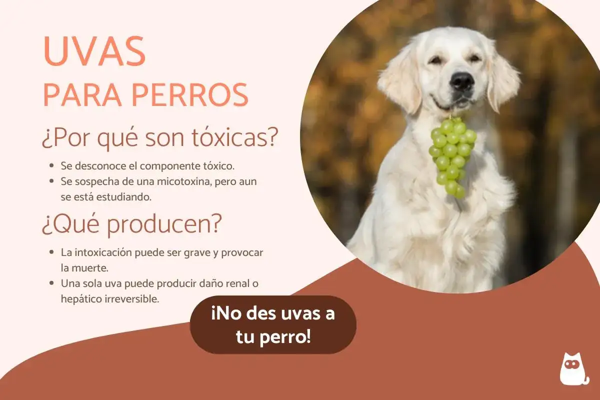 Un perro dorado sonr&iacute;e con un racimo de uvas verdes en la boca. El texto advierte: 