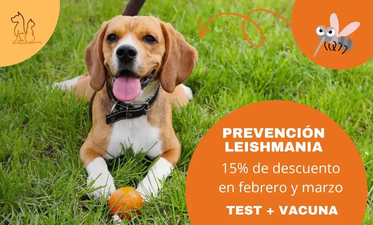 Perro beagle feliz en c&eacute;sped, con oferta de prevenci&oacute;n de leishmania para perros. &iexcl;Protege a tu mejor amigo!