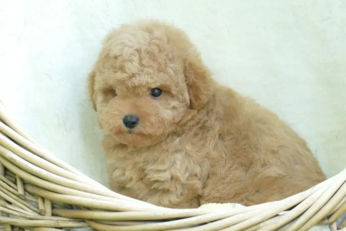 Adorable caniche toy pelado color caramelo, acurrucado en una cesta de mimbre.