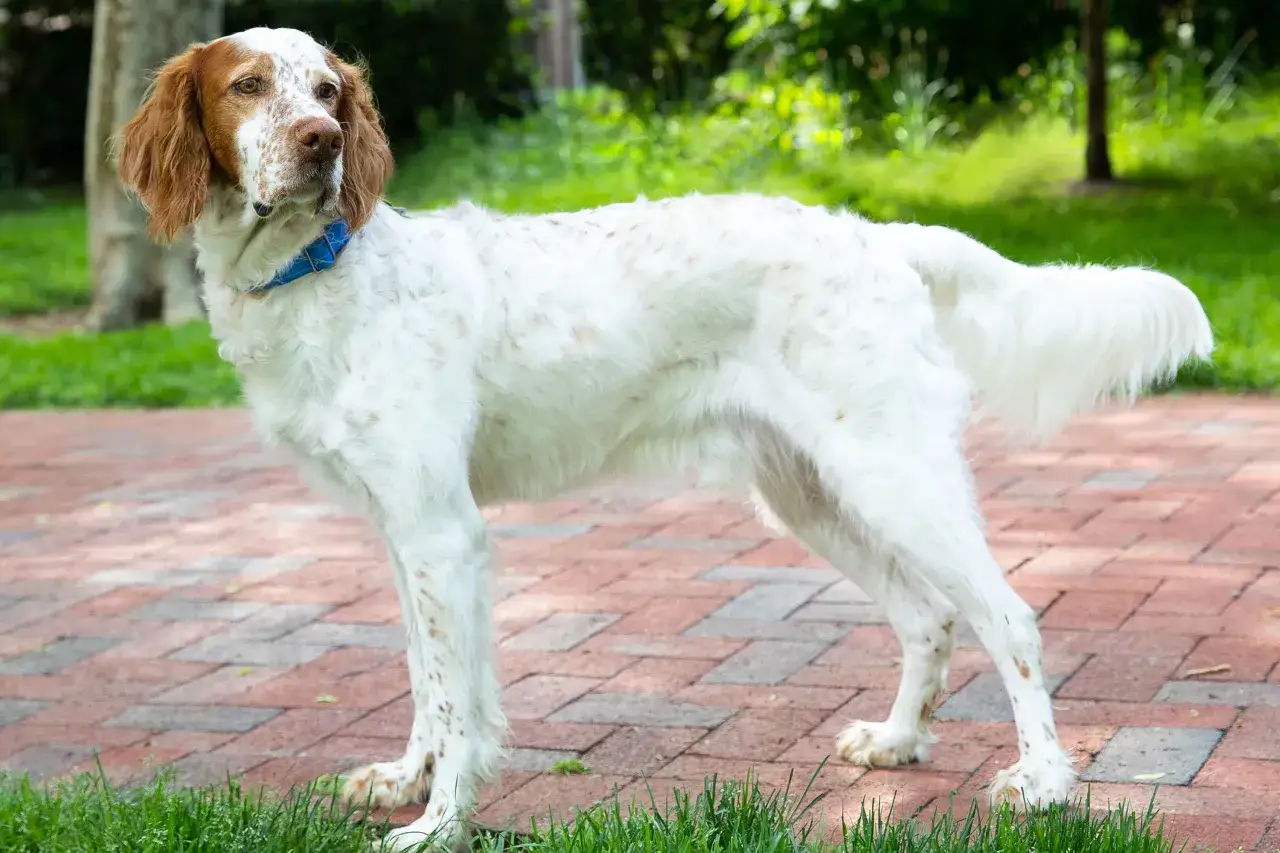 Un elegante setter ingl&eacute;s, con su pelaje blanco salpicado de manchas marrones, posa con orgullo sobre un camino de ladrillos.