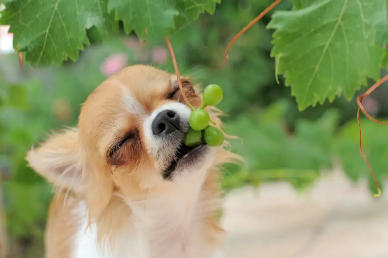 Un chihuahua con uvas en la boca. Recuerda que las uvas son una de las frutas que no pueden comer los perros.