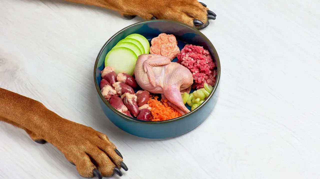 Un cuenco azul lleno de ingredientes frescos para comida para perros hecha en casa: codorniz, corazones, carne picada, calabac&iacute;n, zanahoria y apio. Patas de perro observan.