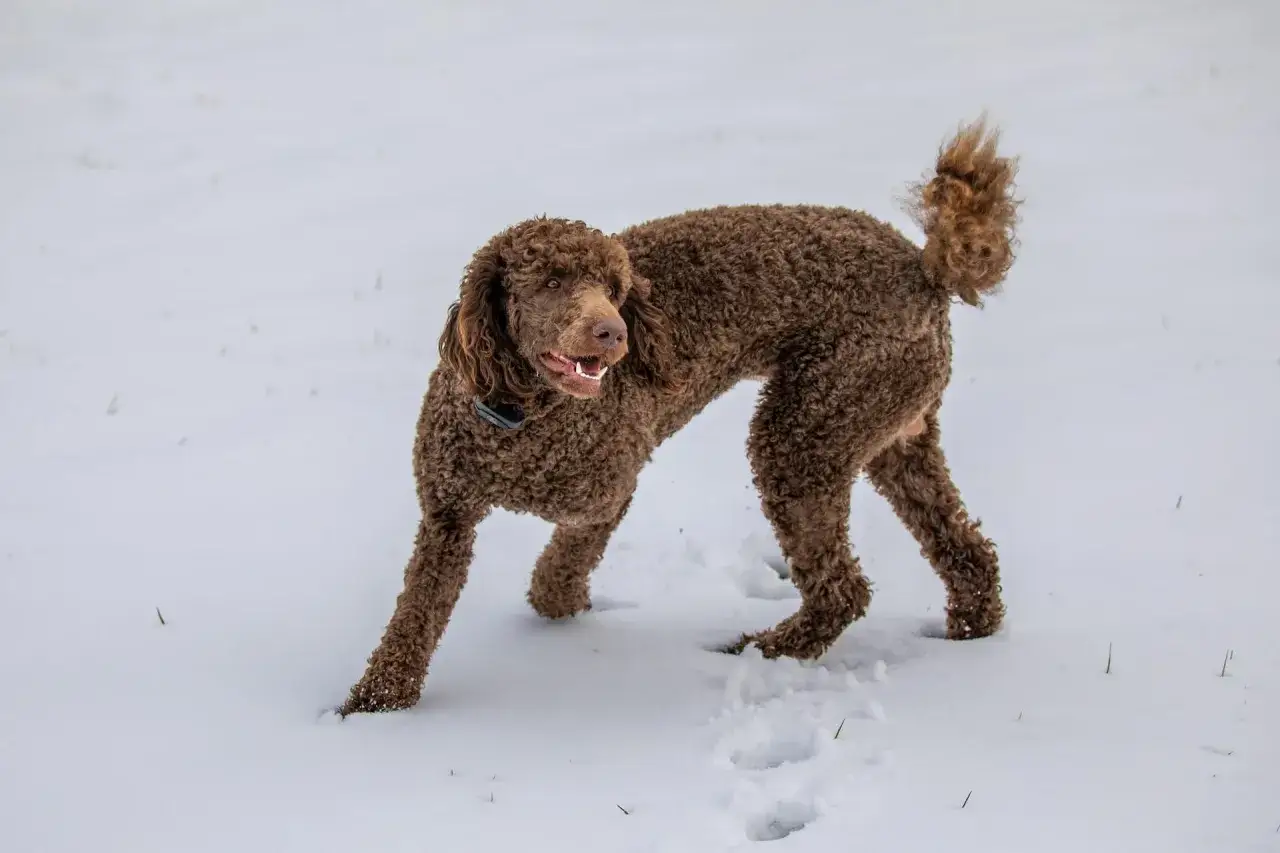 Un caniche marr&oacute;n, con su pelaje rizado, camina feliz por la nieve, dejando huellas.