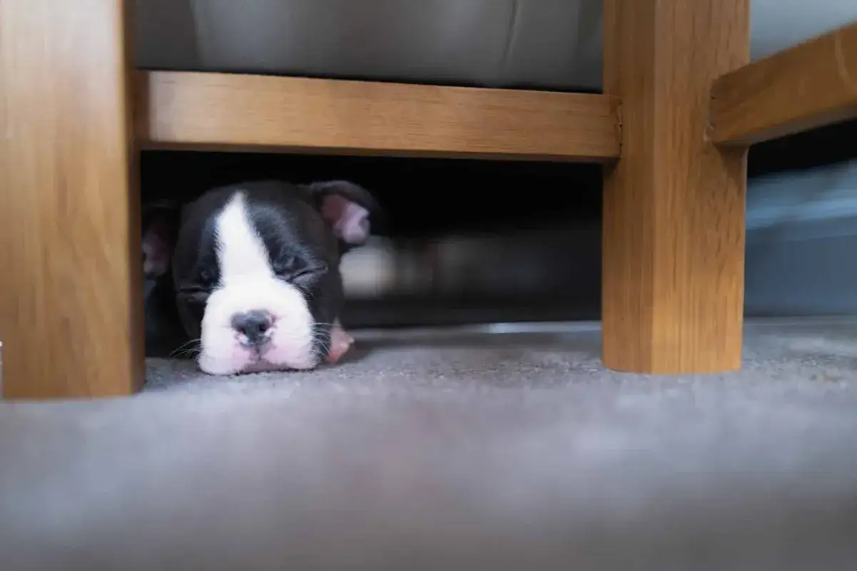 Un tierno cachorro Boston Terrier duerme pl&aacute;cidamente bajo un mueble. &iquest;Cu&aacute;nto duerme un cachorro de 2 meses? &iexcl;Mucho!