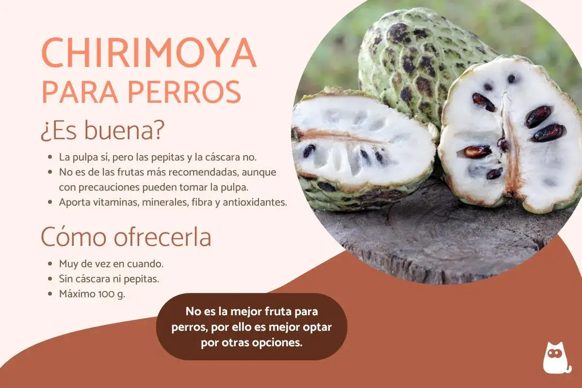 Chirimoya para perros: la pulpa es comestible, pero sin pepitas ni c&aacute;scara. No es la fruta m&aacute;s recomendada, aunque aporta nutrientes.