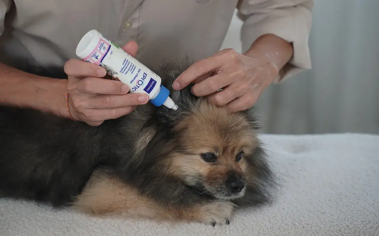 Persona aplica gotas para limpiar orejas perro. El canino, un Pomerania, se muestra tranquilo.