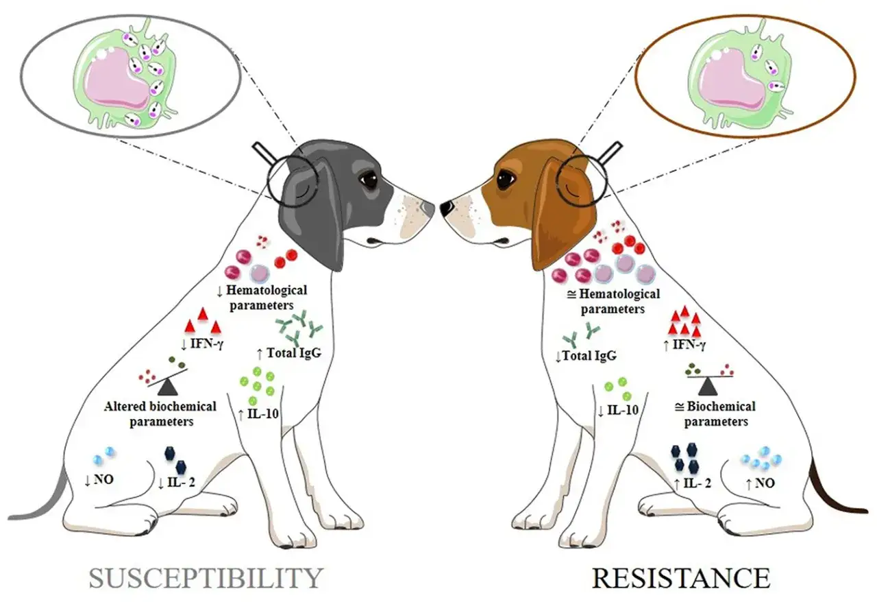 Ilustraci&oacute;n comparativa de perros susceptibles y resistentes a flebotomos, mostrando par&aacute;metros inmunol&oacute;gicos y bioqu&iacute;micos.