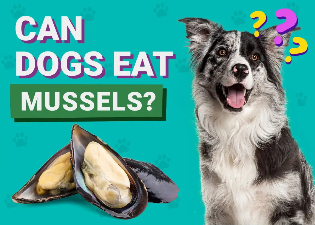 Un perro mira con curiosidad dos mejillones abiertos. ¿Los perros pueden comer mejillones?