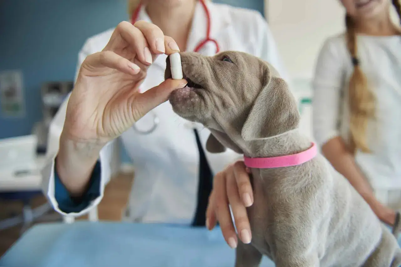 Veterinario administra pastilla a cachorro para desparasitar perro interno y externo.