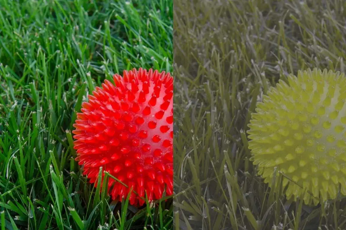 Comparaci&oacute;n de c&oacute;mo ven los perros: una pelota roja vibrante y una pelota amarilla descolorida sobre hierba verde.