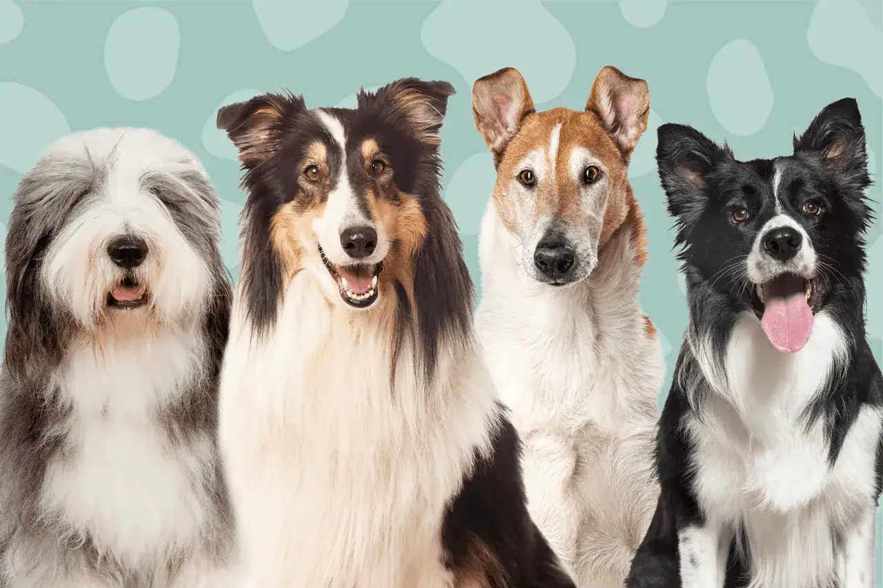 Cuatro perros, incluyendo varios tipos de collie, posan juntos con expresiones amigables.