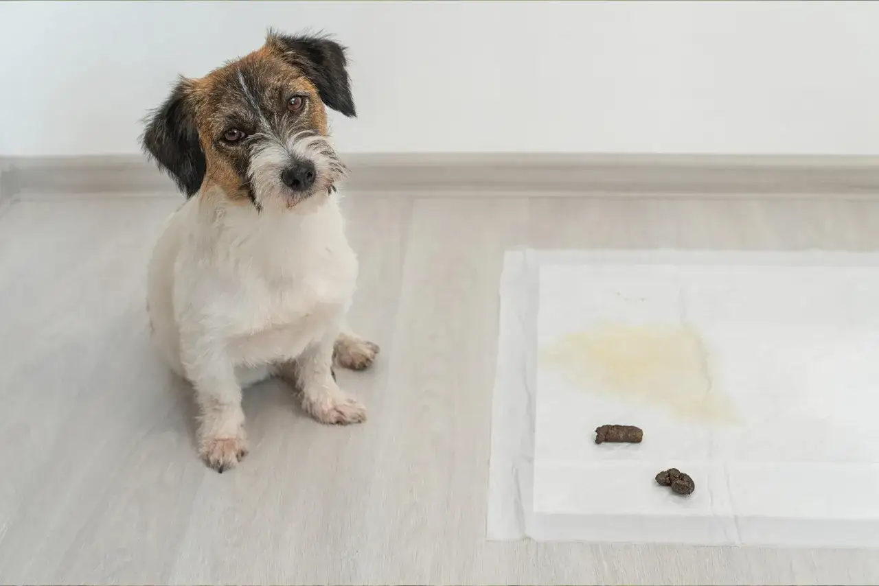 Cachorro sentado junto a un empapador con excrementos. Un paso m&aacute;s para aprender como ense&ntilde;ar a un cachorro a hacer sus necesidades en la calle.