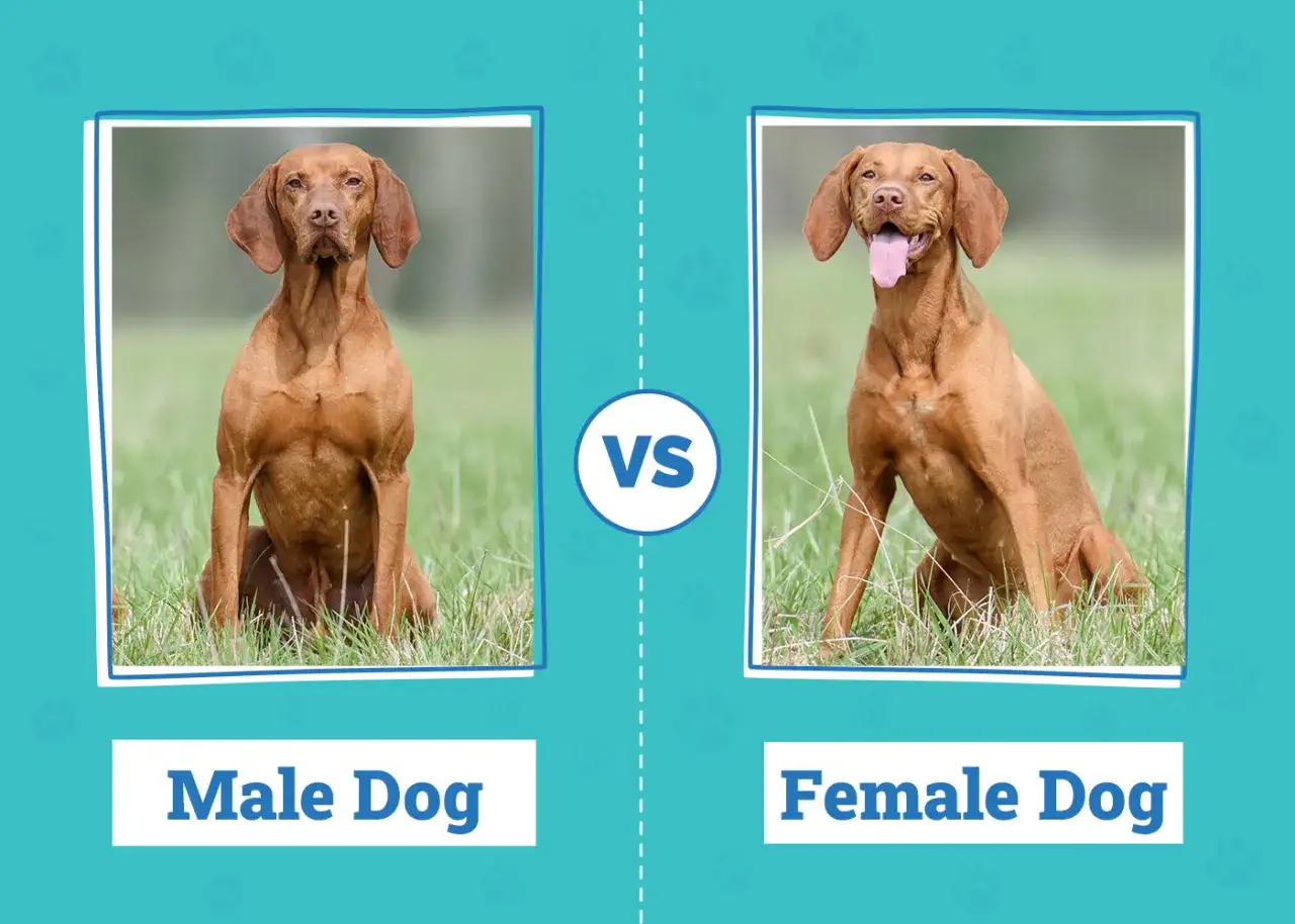Perro macho vs. perra. Ambos son Vizslas, pero los perros machos tienen celo y las hembras no.
