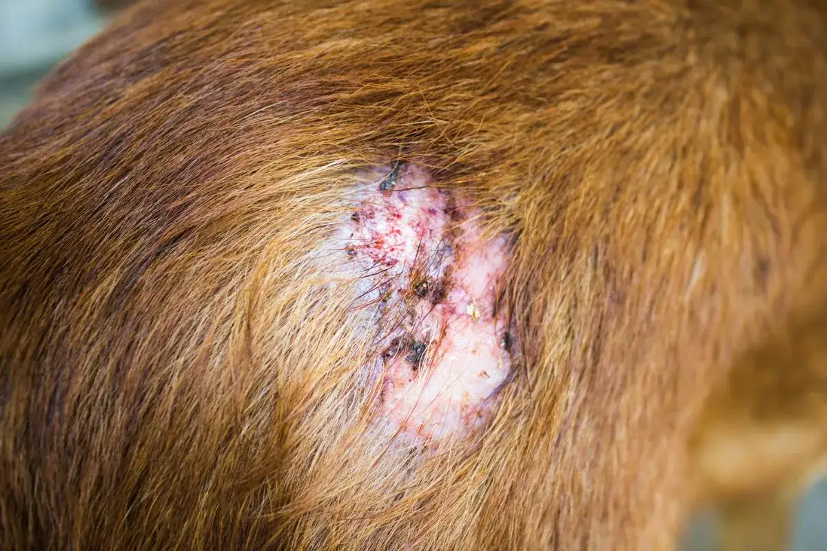 Piel irritada de un perro con signos de sarna, posiblemente causada por &aacute;caros en perros. La zona est&aacute; enrojecida y con costras.