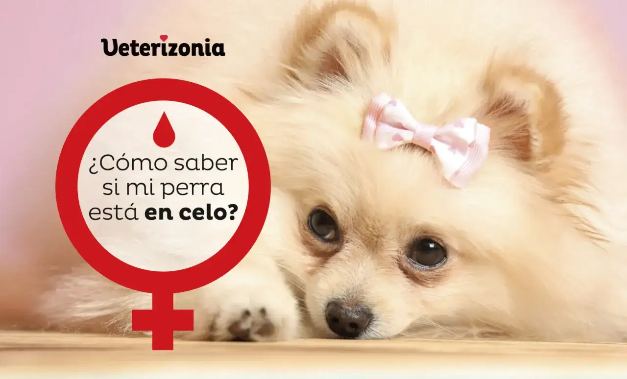 Un Pomerania con un lazo rosa pregunta 