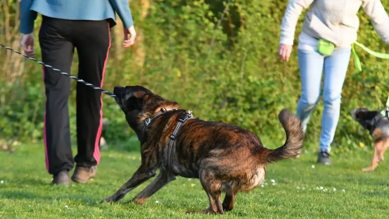 Perro tirando de la correa, demostrando refuerzo positivo y negativo en entrenamiento canino.