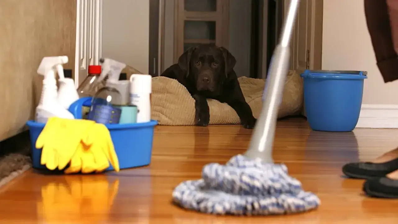 Un perro chocolate mira mientras se prepara para fregar el suelo. Hay un cubo azul con guantes amarillos y productos de limpieza.