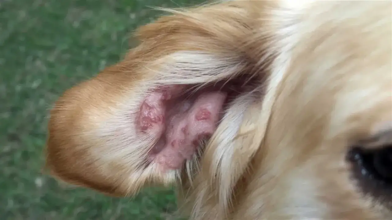 O&iacute;do de perro con lesiones cut&aacute;neas, s&iacute;ntoma de leishmaniasis.
