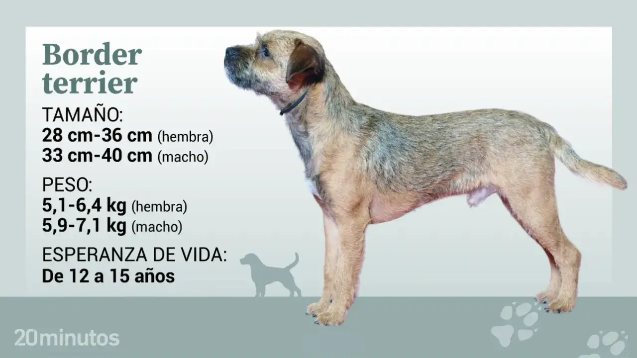 Un border terrier de pie, con informaci&oacute;n sobre su tama&ntilde;o, peso y esperanza de vida.