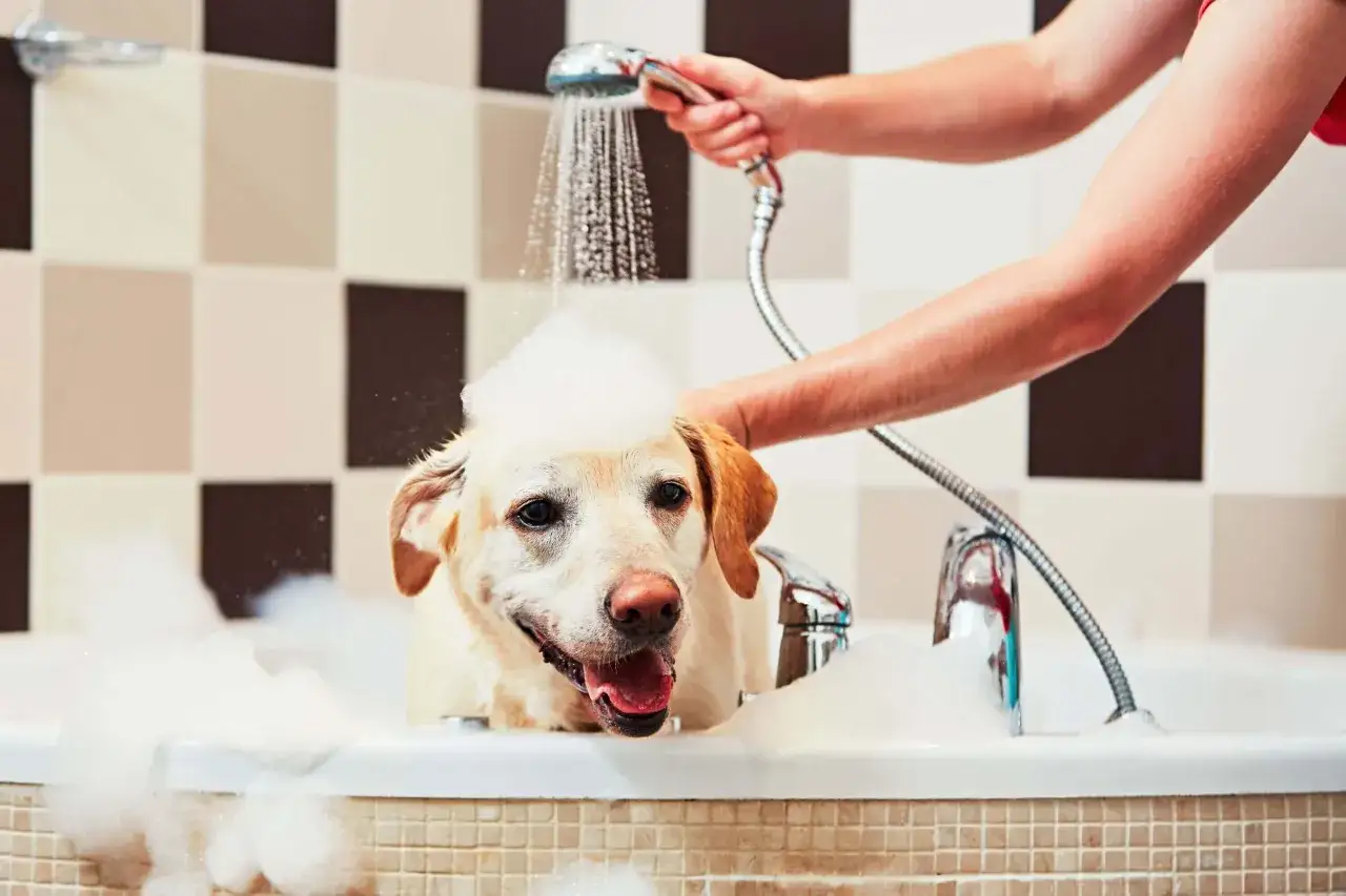 Un perro labrador con espuma en la cabeza es bañado en una bañera. La frecuencia con la que se lava un perro depende de su raza y estilo de vida.