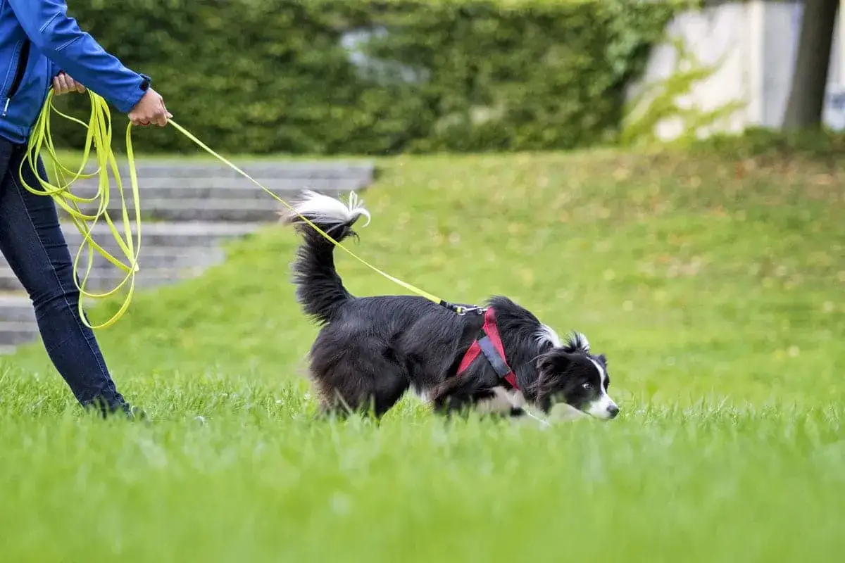 Perro de raza border collie concentrado en su trabajo de mantrailing, olfateando el suelo con su gu&iacute;a a su lado.