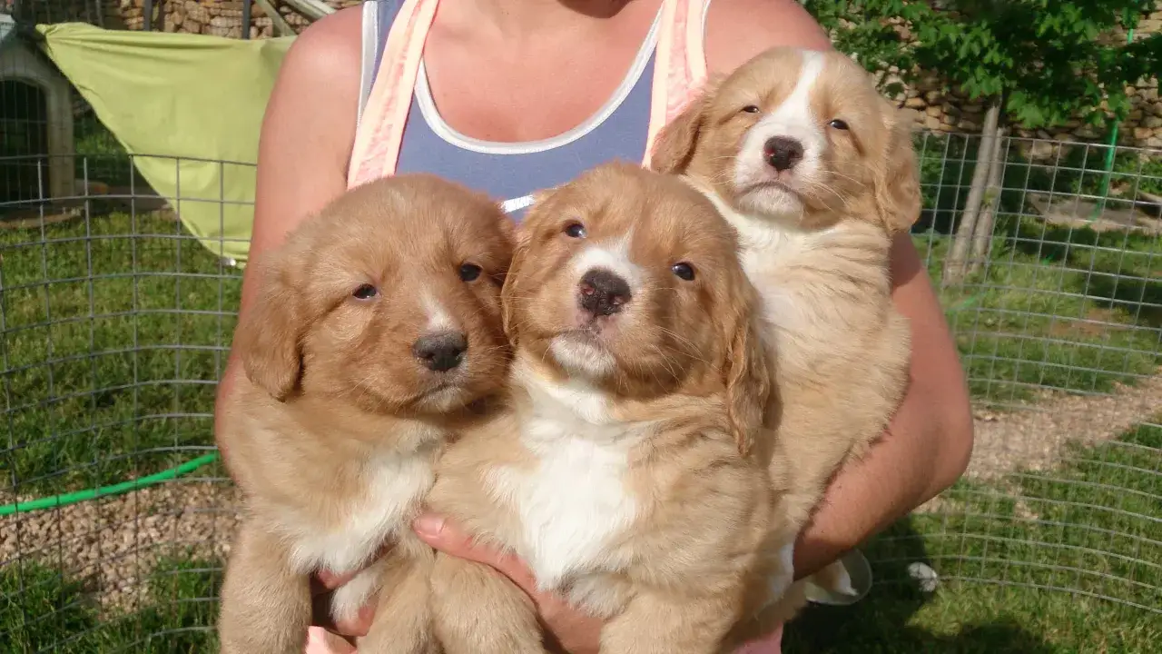 Tres cachorros de retriever de nueva escocia, con pelaje dorado y blanco, son sostenidos por una persona.