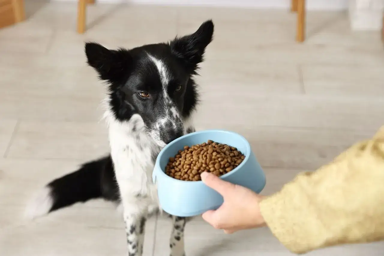 Border collie esperando ansioso su comida en un cuenco azul.