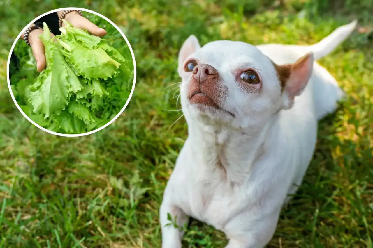 Un chihuahua blanco mira con curiosidad un manojo de lechuga fresca, demostrando que los perros pueden comer lechuga.
