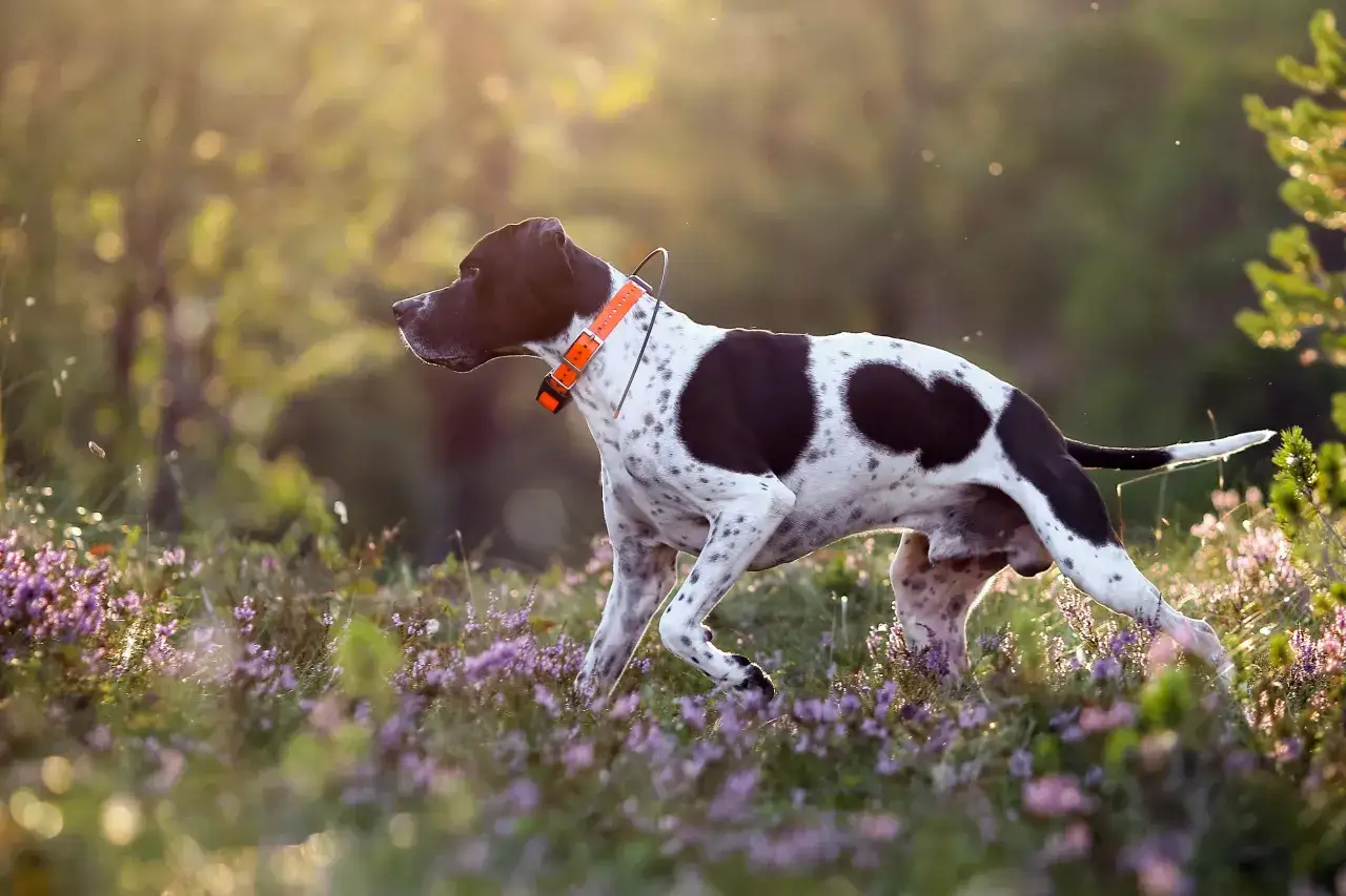 Un pointer inglés de manchas marrones y blancas, con collar naranja, camina entre flores moradas al atardecer.
