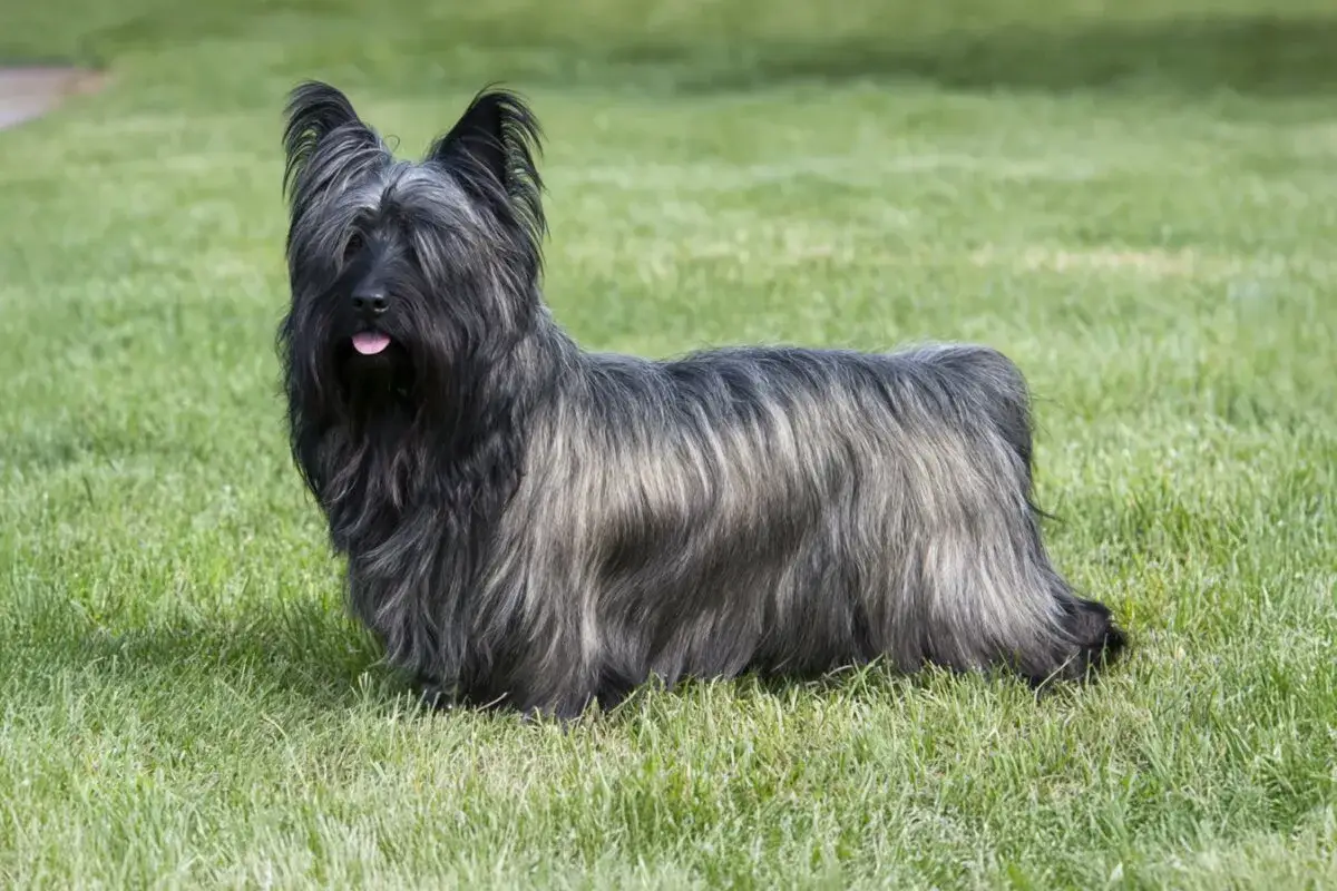 Un Skye Terrier de pelo largo y gris&aacute;ceo, con orejas puntiagudas y la lengua fuera, descansa sobre c&eacute;sped verde.